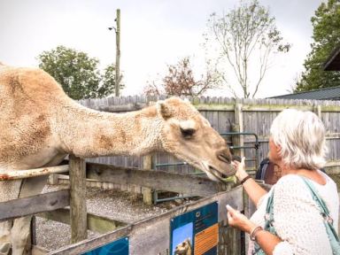 Norm got to feed a camel! He had some big lips, and bad breath... but, he seemed like a nice camel...